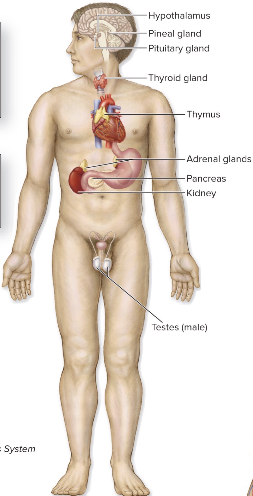 <p>what is the Endocrine System</p>