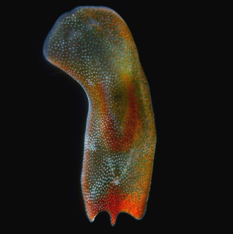 <p>Phylum Acoelomorpha are small, flat worms that live in _______ sediments, a few _____</p>