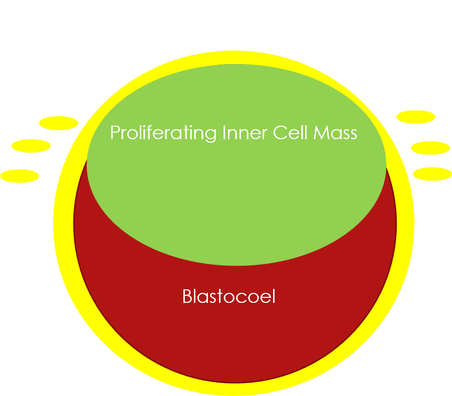 trophoblast embryonic disc