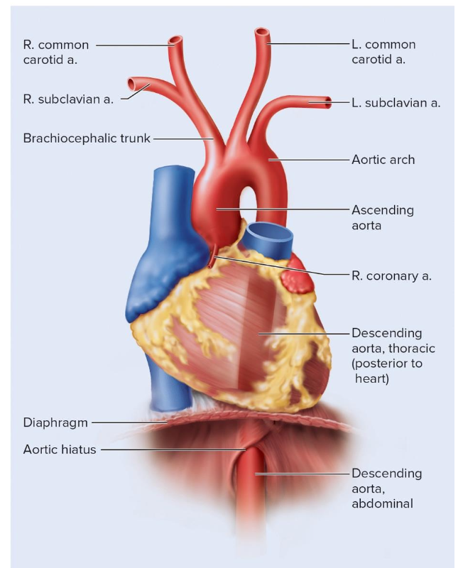 <p>brachiocephalic aorta, left common cartoid artery, left subclavian artery</p>