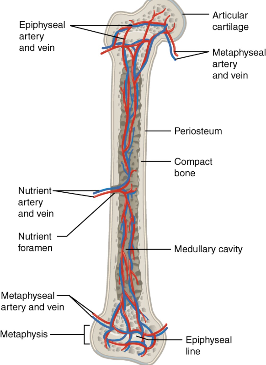 <ul><li><p><strong>metaphyseal arteries </strong>deliver oxygenated blood and nutrients to support bone growth </p></li><li><p><strong>metaphyseal veins</strong> remove deoxygenated blood and metabolic waste from the bone</p></li><li><p>they go from the metaphysis to the epiphysis</p></li></ul><p></p>