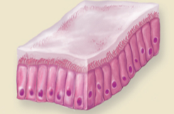 <p>Epithelium that lines the </p><ul><li><p>Segmental Bronchi</p></li><li><p>Smaller Bronchi</p></li><li><p>Large Bronchioles </p></li></ul><p></p>