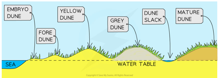 <p>Wind blows sand inland, plants stabilise them</p><p><u>Embryo dunes</u> - Sand is trapped by debris & pioneer species begin to colonise, very fragile</p><p><u>Fore dunes</u> - Embryo dunes give some protection, marram grass grows & has deep roots up to 3m, plants add organic matter to the dune making it more hospitable for plants</p><p><u>Yellow dunes</u> - Marram grass dominates but more delicate flowers & insects are found, 20% of the dune is exposed</p><p><u>Grey dunes</u> - Less than 10% of exposed sand, has more biodiversity, acidity and water is increased, shrubs appear</p><p><u>Mature dunes</u> - The oldest and most stable dune found hundreds of metres from the shoreline</p>