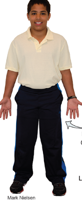 <p>Organismal level</p>