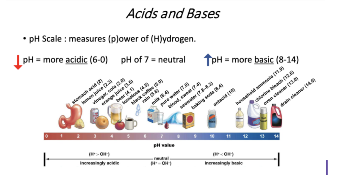 <p><span style="background-color: transparent; font-family: "EB Garamond", serif;"><strong>Where are acids and bases found on the pH scale? (Ex: is a solution with a pH of 12 an acidic solution or a basic solution?) </strong></span></p>