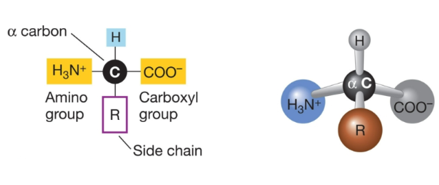 <p>carboxyl and</p><p>amino</p>