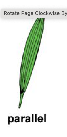 <p>Veins in leaf are all in a parallel pattern</p>