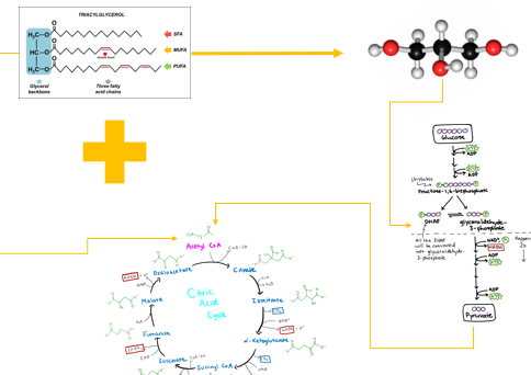 <p>When triacylglycerols are broken down, what happens to the glycerol backbone </p>