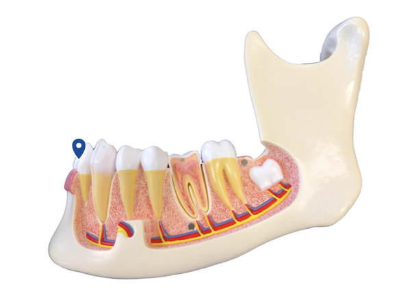 <p>Which tooth type is best shaped for cutting?</p>