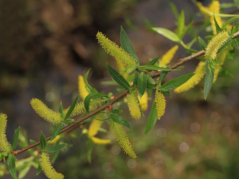 <p>Native to AR</p><p>Leaves alternate, simple</p><p>many narrow, pointed leaves, unlobed</p><p>long yellow flowers</p>