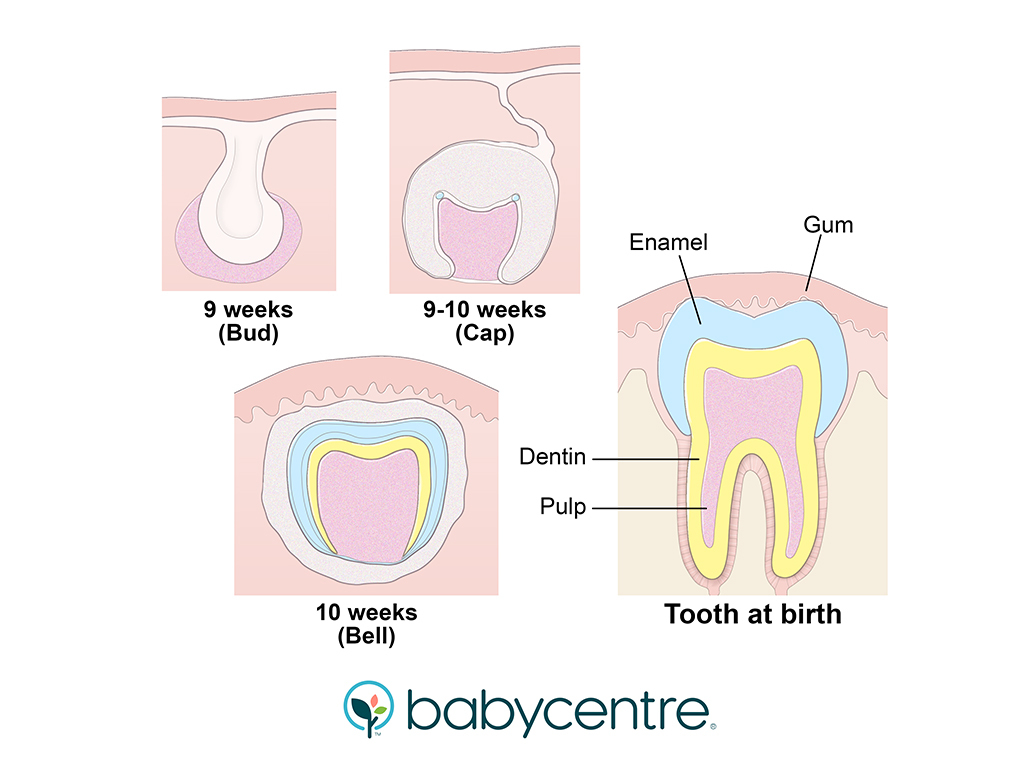 <p>f<strong>orm of the tooth’s crown</strong>;</p><p>as well as the <strong>dentinoenamel junction</strong></p>