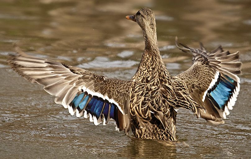 <p>Is this a male or female mallard?</p>