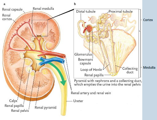 <p><strong>Composed of three areas:</strong></p><p>• Cortex.</p><p>• Medulla.</p><p>• Pelvis.</p><p></p><p><strong>Cortex contains:</strong></p><p>• Glomerulus (glomeruli).</p><p>• Proximal Convoluted Tubule.</p><p>• Distal Convoluted Tubule.</p><p></p><p><strong>Medulla contains:</strong></p><p>• Loop of Henle.</p><p>• Collecting Duct.</p><p></p><p>Pelvis – feeds into ureter</p>
