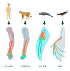 <p>describe homologous structures</p>