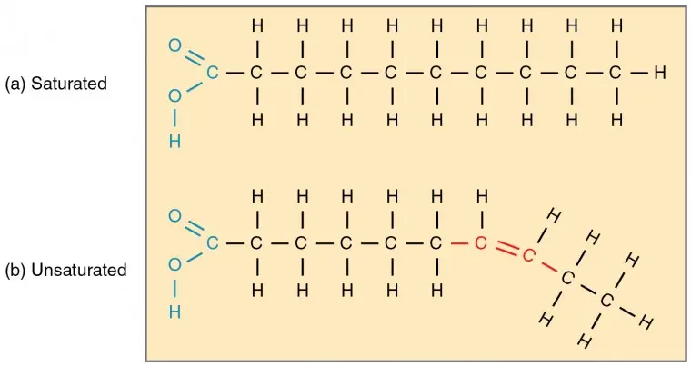 <p>Molecules containing a carboxyl group ($$-COOH$$) 'head' and a long hydrocarbon tail.</p>