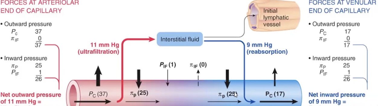 <p>net exchange = (Pc + PI if) - (Pif + PI c)</p>