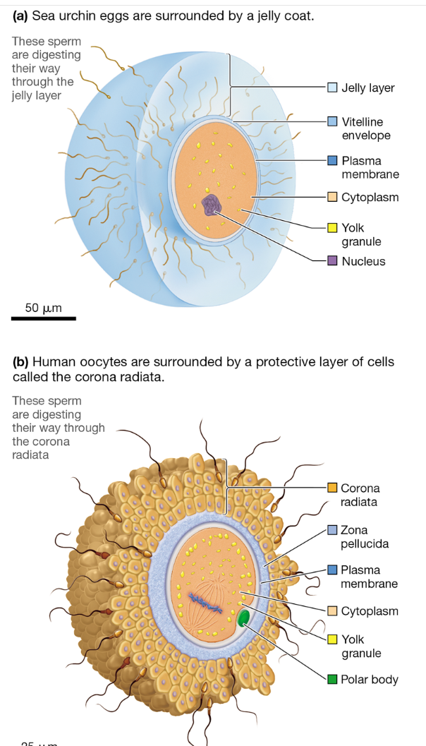<p>What protective structures surround sea urchin and mammalian eggs?</p>