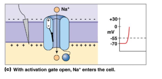 <p>Voltage gated Na+ channels have 3 states and 2 gates</p>
