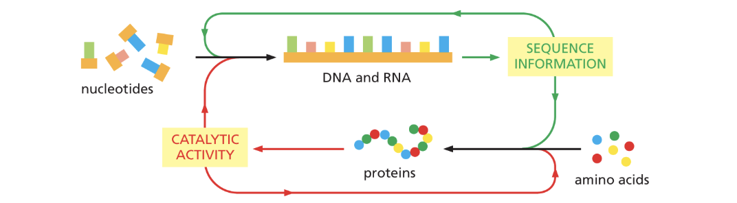 <p>Life is an autocatalytic process</p>