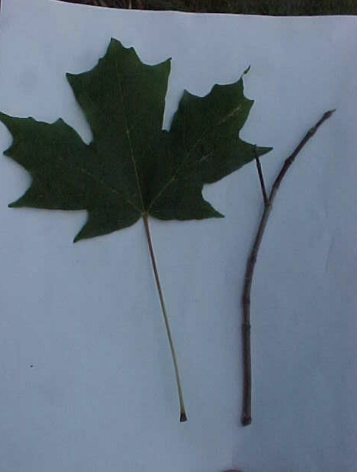 <p>What is this branch?</p>