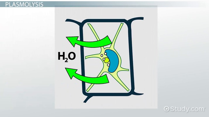 <p>The process where a plant cell's cytoplasm and plasma membrane shrink and pull away from the rigid cell wall because the cell loses water in a hypertonic environment</p><ul><li><p>Hypertonic solutions cause this (PM detaches from the CW)</p></li><li><p>Plant leaves wilt</p></li></ul><p></p>
