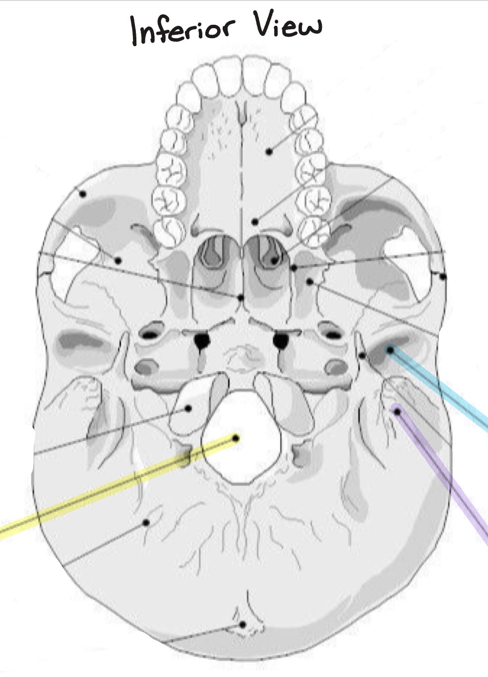 <p>Which structure is highlighted in yellow?</p>