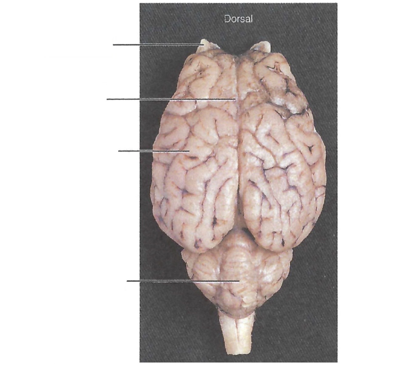 <p><a target="_blank" rel="noopener noreferrer nofollow" class="link" href="https://assets.knowt.com/user-attachments/d71edebe-0521-4059-9ce1-2e7d3ee3315e.jpg" data-prevent-progress="true">https://assets.knowt.com/user-attachments/d71edebe-0521-4059-9ce1-2e7d3ee3315e.jpg</a></p>