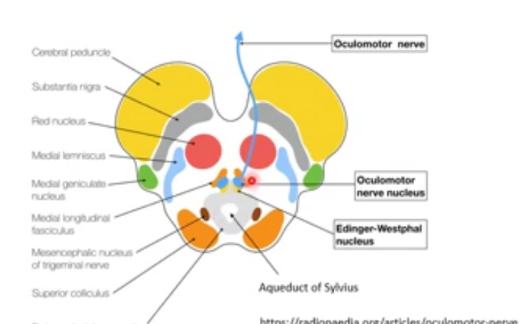 <p>from the large nuclei - axons arise from a subnuclesu within this nucleus </p><p>located within the midbrain at level of superior colliculus</p><p>extends in a column from posterior edge of floor of third ventricle to the trochlear nucleus </p><p></p>