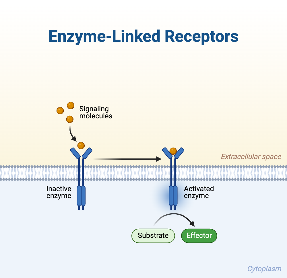 <p>a membrane-bound receptor that upon binding to its ligand (on the outside of the cell) activates an enzyme on the cytosolic or inside of the cell that is part of the same membrane-spanning complex (as the receptor)</p>