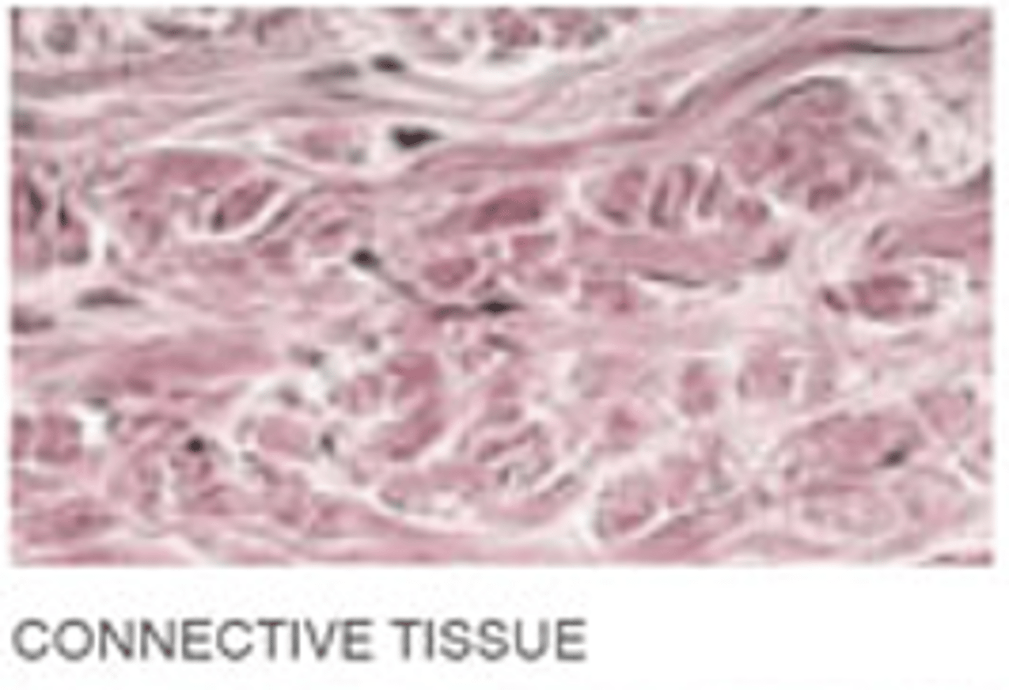 <p>protects, supports, and binds. examples are things like blood, bone, cartilage, dense and loose connective tissue</p>