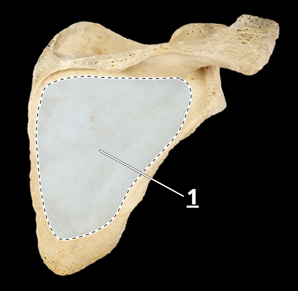 <p>1</p>