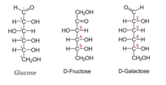 <p>- Glucose, Fructose, Galactose</p>