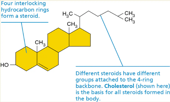 <p><span style="background-color: transparent;"><strong>Steroids</strong></span></p>