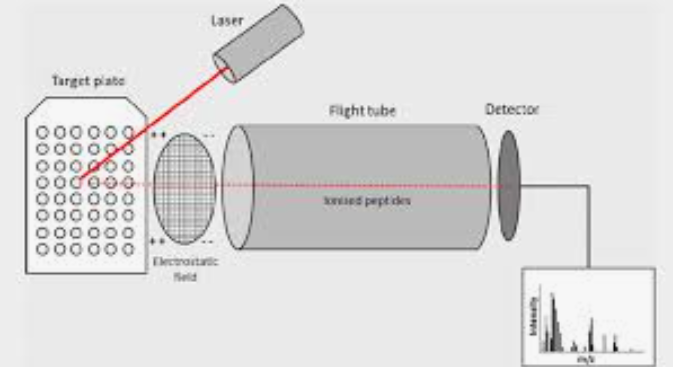 <p>What is this Mass Spec?</p>