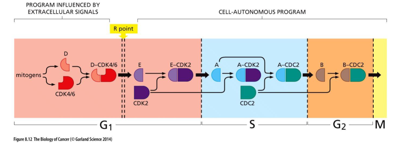 <p>activated: D + 4/6 = mitogens (only extracellular part), the rest by the subsequent phase</p><p>shuts down: by predecessor</p>