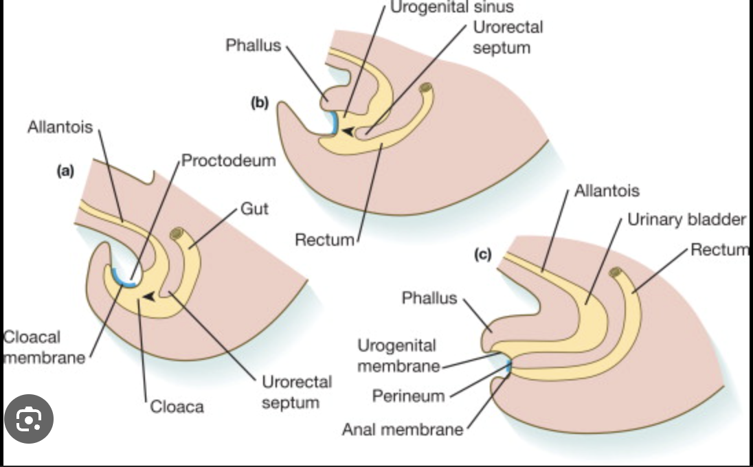 <p>Epithelium from the anterior body wall grows in and separates the bladder from the rectum. This epithelium forms what is called the urorectal septum.</p>