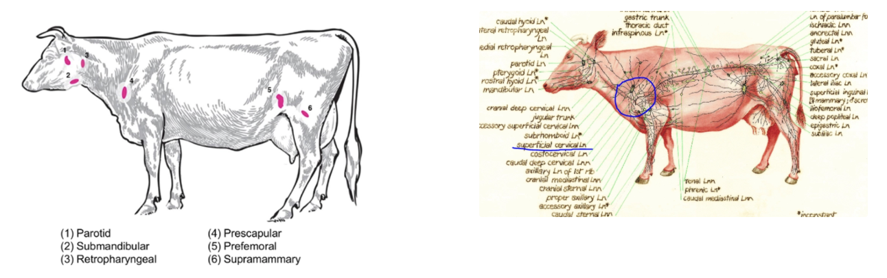<p><u>Method:</u> Place hands in middle of scapula with fingers towards head → Run hands cranially until you feel the end of the shoulder muscles → Even more cranial advancement to feel lymph node</p><p><u>Normal:</u> 2 - 3cm x 6 - 8cm</p>