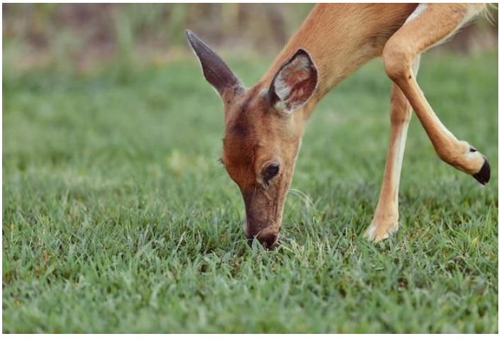<ul><li><p><strong><mark data-color="purple" style="background-color: purple; color: inherit;">Animals that were better habituated to certain stimuli were better able to survive</mark></strong></p></li></ul><p></p>