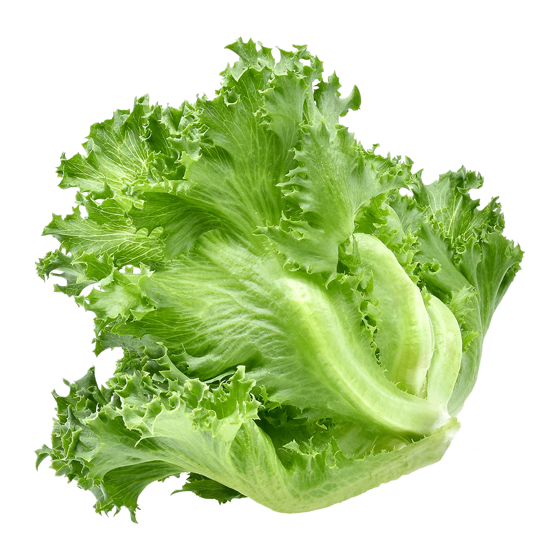 <p>una lechuga</p>