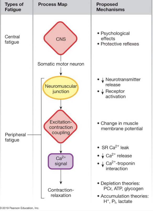 <ul><li><p>physiological → muscle can no longer contract</p></li><li><p><strong>long, lower intensity exertion</strong> → depletion of glycogen</p></li><li><p><strong>fast, maximum exertion</strong> → build up of P<sub>i</sub>, increasing extracellular [K+]</p></li><li><p>prevents P from leaving cell or decreases chance of AP</p></li></ul><p></p>