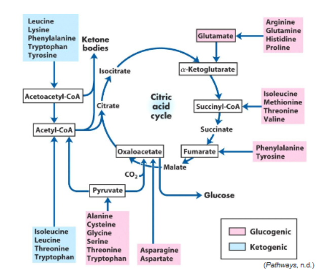 <p>AA that can be broken down metabolically and converted into acetyl-CoA</p><p>Ile, Leu, Thr, Trp, Tyr, Phe, Lys </p><p>(“I’lL TrY Wed Fry weeKdays”)</p>