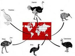 <p>Happens when members of the same species become separated and change independent of each other eventually becoming different species based upon WHERE they are geographically located.</p>