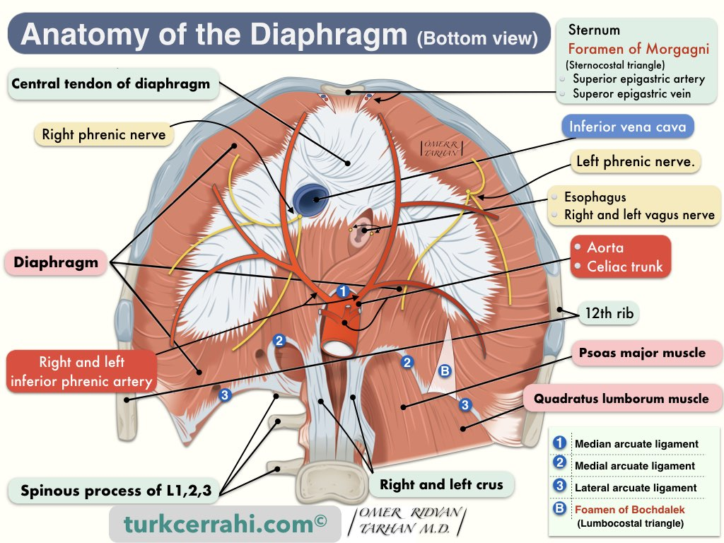<p><span style="background-color: transparent;"><strong>Supply:</strong> </span></p><ul><li><p><span style="background-color: transparent;"><strong>Phrenic arteries</strong> (superior/inferior) → supply diaphragm</span></p></li><li><p><span style="background-color: transparent;">pericardiophrenic arteries → supplies central diaphragm travels with phrenic nerve </span></p></li></ul><p></p>
