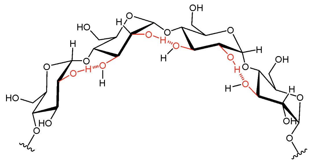 <p>In the <strong>most stable conformation</strong>, what overall shape does an α(1→4)-linked polysaccharide chain adopt?</p>