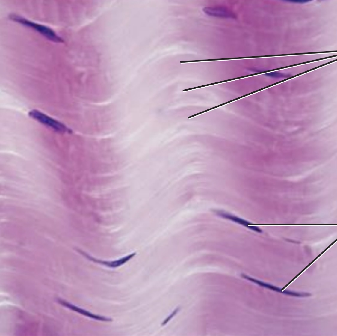 <p>Attaches muscle to bone, attaches bone to bone, and withstands great stress in one direction</p>