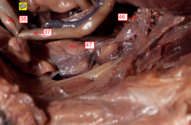 <p>47</p>