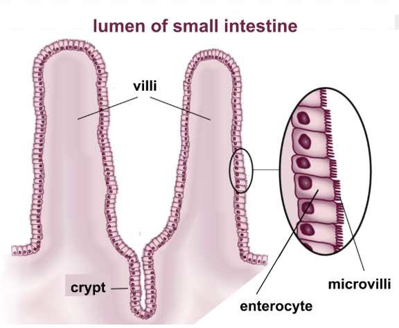 <p>Smaller bristles on the bristles </p>