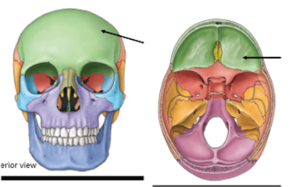 <p>Frontal Bone</p>