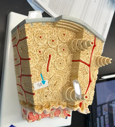 <p>ID histology bone model region</p>