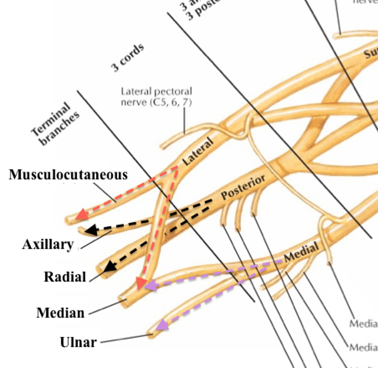 <p>radial nerve</p>